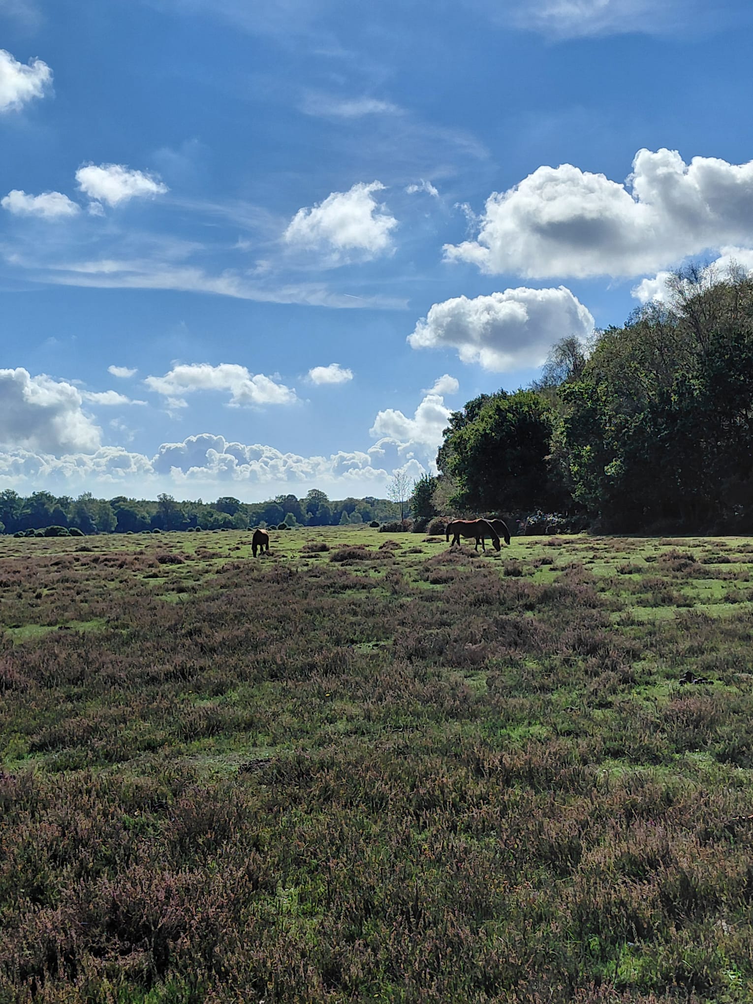 A rural landscape showing horses grazing in a open field under a partly cloudy sky