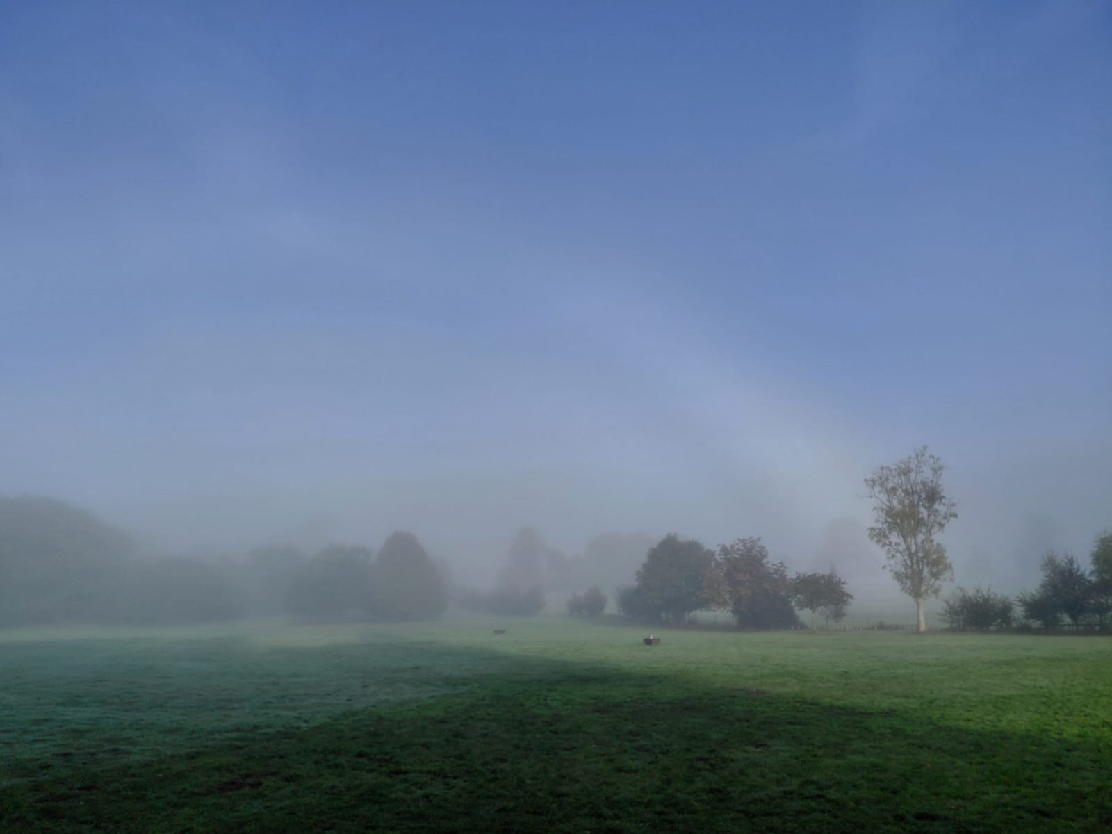 A scenic view of an open field surrounded by trees shrouded in morning fog