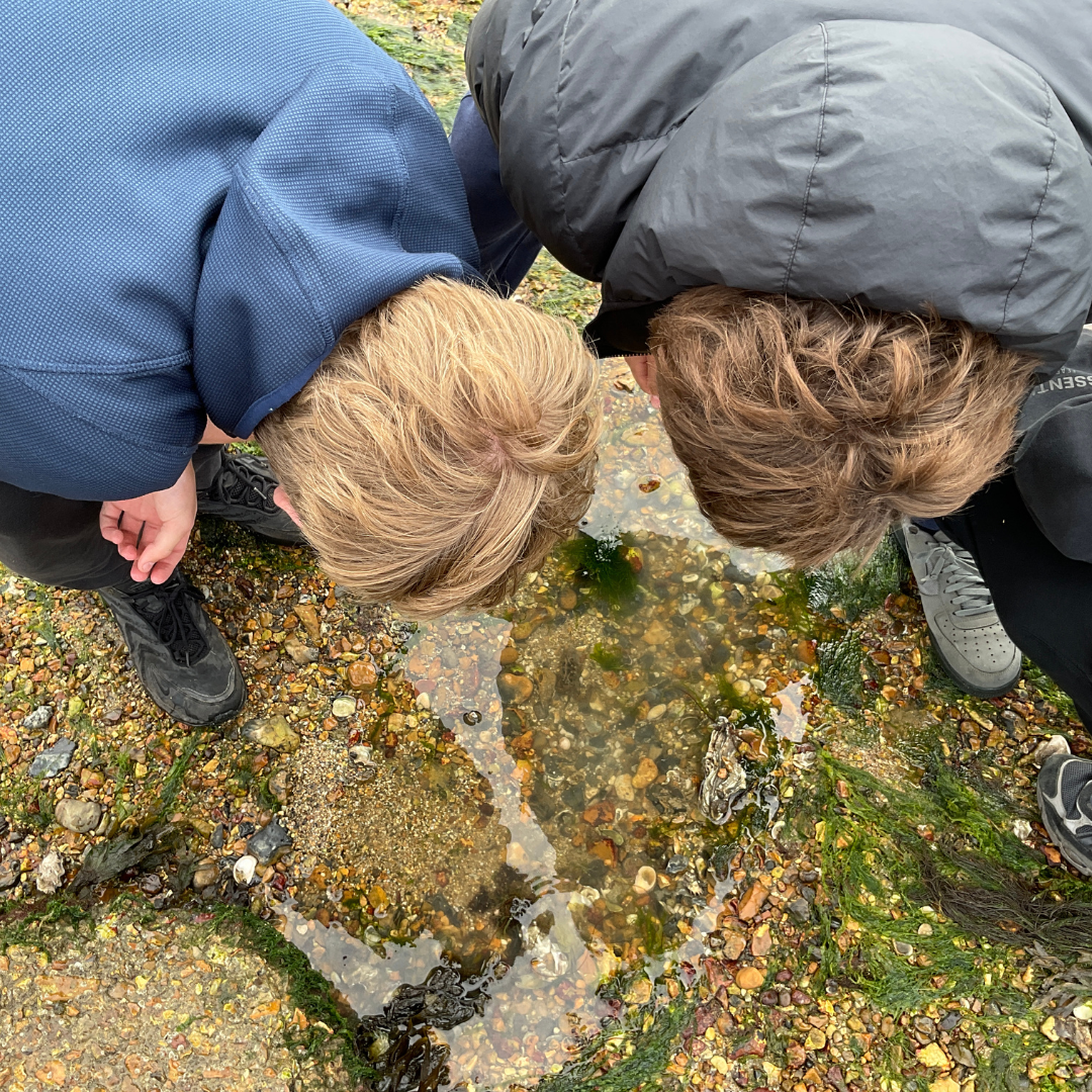 Pupils examine a rock pool and marine wildlife during geography fieldwork at Hill Head.