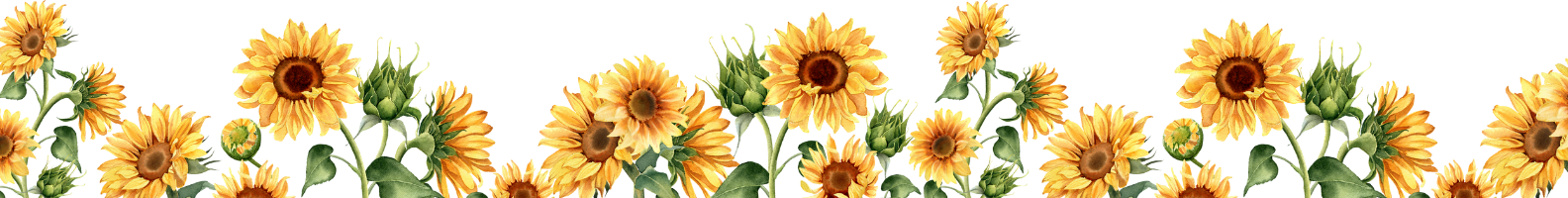 Wide decorative banner showing illustrated sunflowers growing upwards from the bottom edge against a white background.