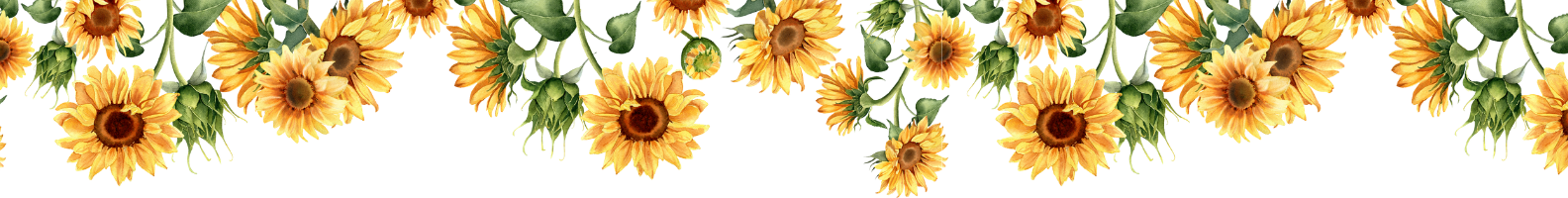 Wide decorative banner showing illustrated sunflowers hanging down from the top edge against a white background.