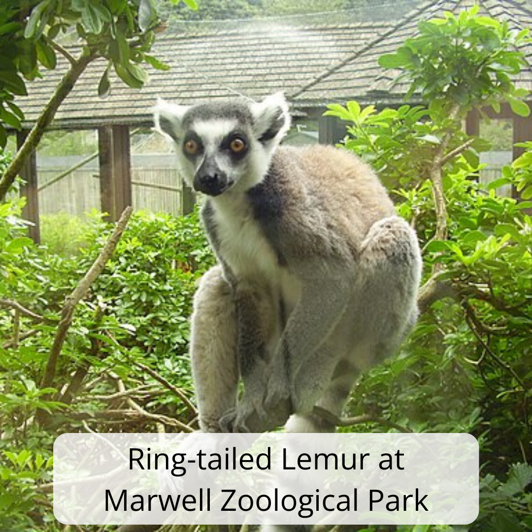 Image shows a ring-tailed lemur perched on a branch in a leafy outdoor enclosure at Marwell Zoological Park. The lemur has grey and white fur, a dark face with white markings, and large yellow eyes looking directly towards the camera. Its long tail, with distinctive black-and-white rings, is partially visible. Green foliage surrounds the animal, with branches, leaves, and a wooden shelter in the background.