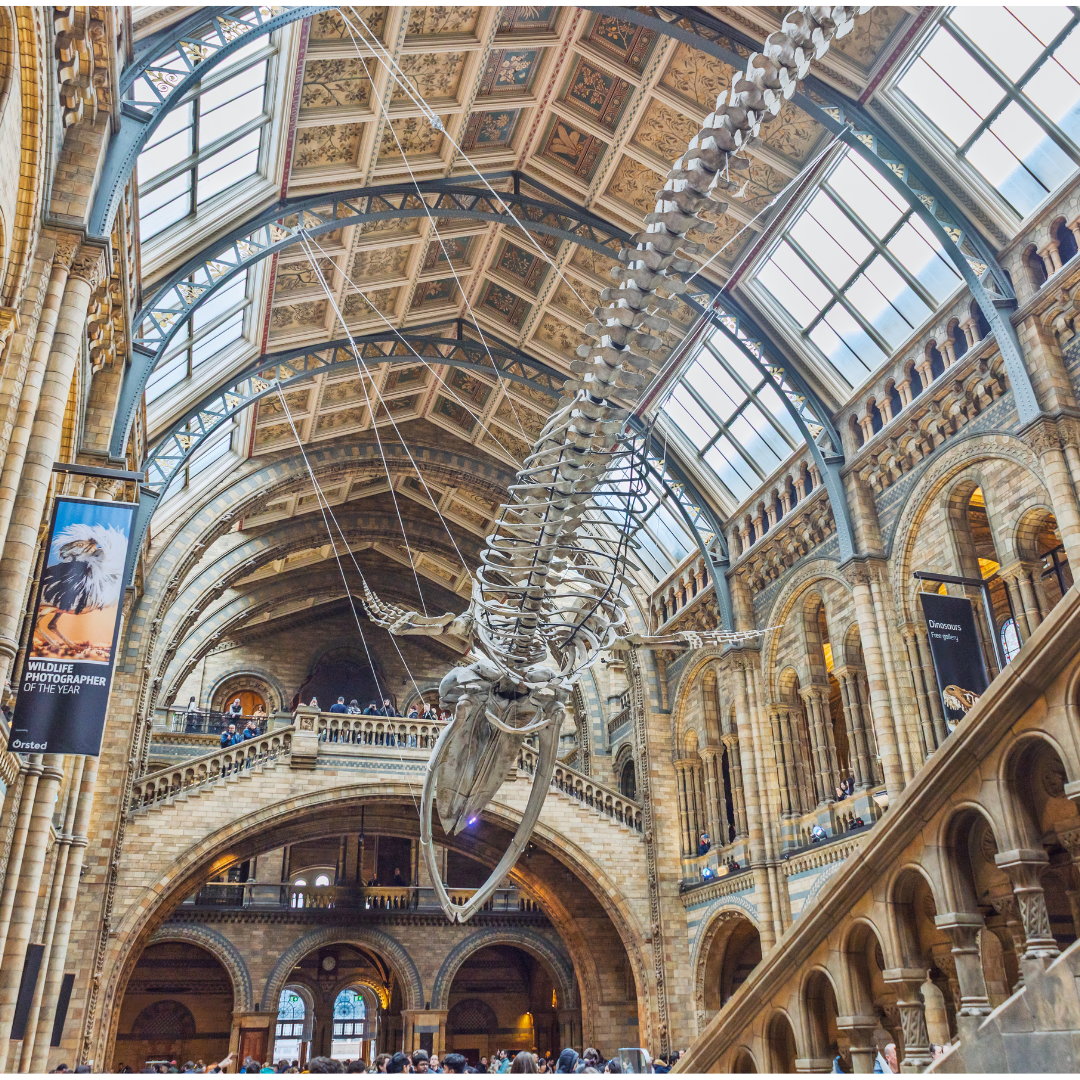 Image shows the interior of the Natural History Museum in London, with a large whale skeleton suspended from the ornate ceiling above the main hall. Visitors can be seen on balconies and staircases beneath the skeleton, surrounded by arched stone architecture and patterned roof panels.