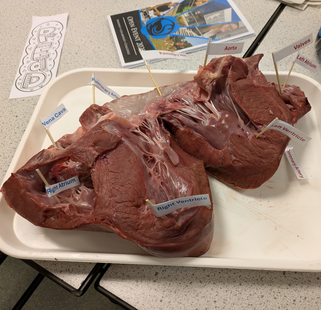 Image shows a dissected animal heart laid open on a white tray in a science classroom, with labelled flags identifying key parts including the right atrium, left ventricle, right ventricle, vena cava, pulmonary artery, aorta, valves and coronary artery. Worksheets and classroom materials are visible on the desk around the tray.