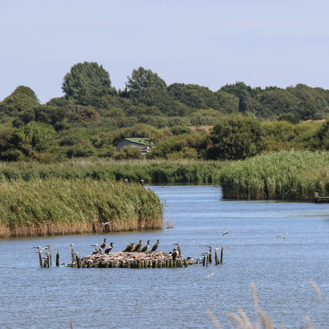 Image shows a calm wetland landscape with a narrow body of water bordered by tall reeds and greenery. Several birds are resting on a small wooden structure in the water, with trees and open sky in the background.