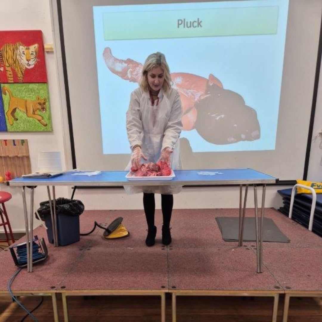 Science teacher demonstrating pig heart and lungs on a tray, with a projected slide labelled “Pluck” visible behind.