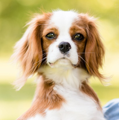 Image shows a tan and white Cavalier King Charles Spaniel