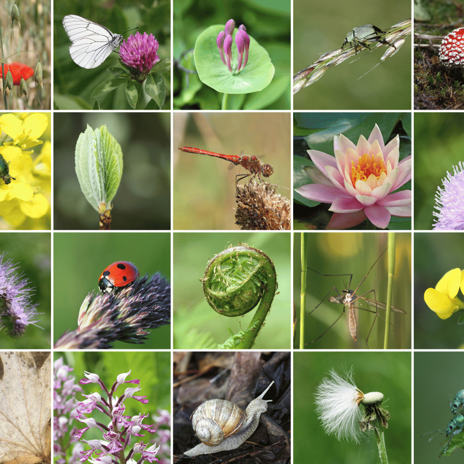 Image is several different pictures in smaller frames. Each one shows a flower or leaf; the majority have insects on them like ladybirds, dragon flies, and one is a picture of a snail.